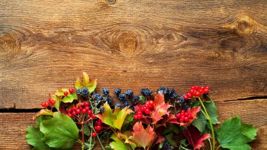 Sonbahar dekoru. Ahşap arka planda Viburnum ve böğürtlen meyveleri