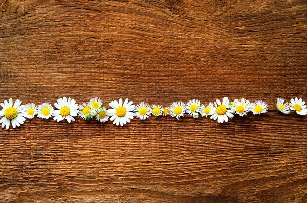 Autumn decor. Daisy flowers on wooden background — Stock Photo, Image