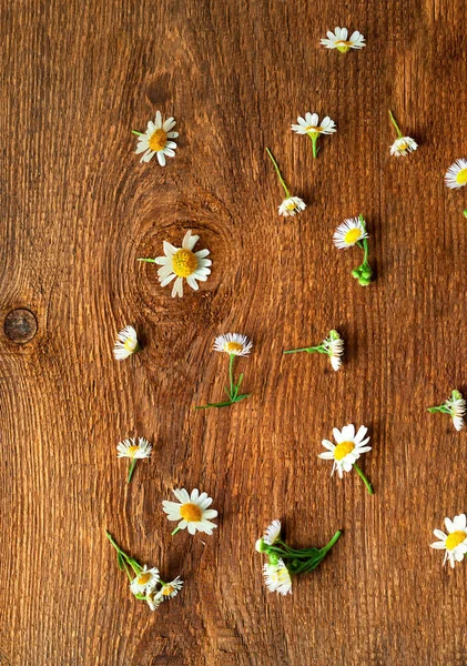 Daisy flowers on wooden background. Wildlife concept — Stock Photo, Image