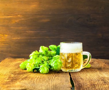 Bira kupa ahşap arka plan üzerinde taze hop mit. Oktoberfest bira festivali konsepti