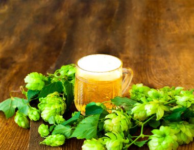 Bira kupa ahşap arka plan üzerinde taze hop mit. Oktoberfest bira festivali konsepti