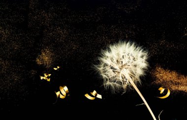 Altın ışıltılar ile Siyah arka plan üzerinde Beyaz Karahindiba