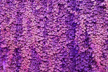 Doğal renkli yapraklarından yapılmış dekoratif duvar. Trendy tropikal 