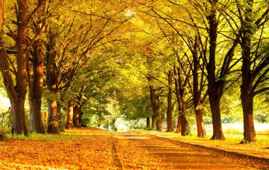 Sarı yapraklı şehir parkı. Sonbahar dekoru. Close
