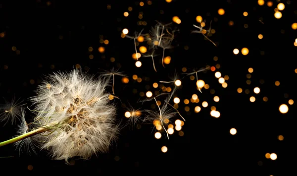 Infiorescenze bianche Tarassaco su sfondo nero con s dorato — Foto Stock