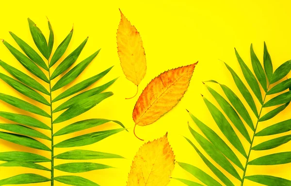 Jasně žluté pozadí s palmovými listy. Podzimní Deco — Stock fotografie
