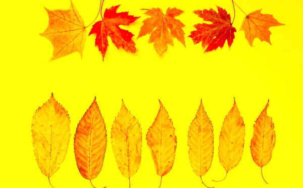 Fond d'automne à partir de feuilles jaunes. Couleur tendance. Gros plan — Photo
