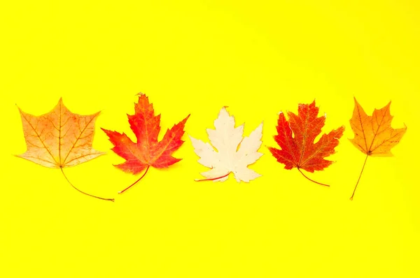 黄色い葉からの秋の背景。トレンディな色。クローズ アップ — ストック写真
