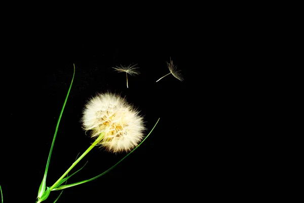 Creative background with white dandelions inflorescence.  Concep — Stock Photo, Image