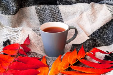 Çay fincanı ve kareli ekoseli renkli yapraklar. Dinlen, rahatla.