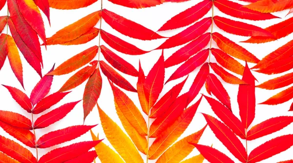 Fondo tropical de hojas coloridas. Otoño creativo o suma — Foto de Stock