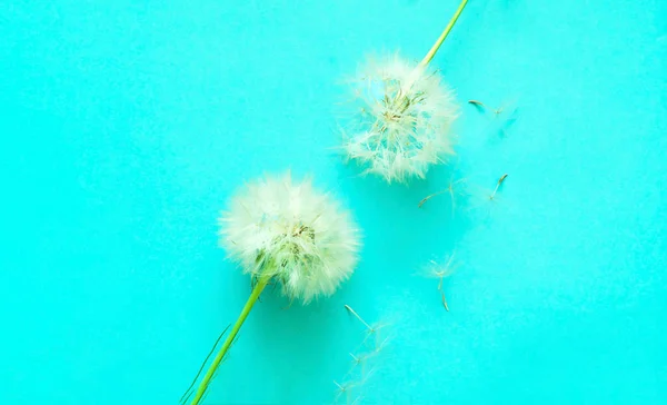 Creative mint background with white dandelions inflorescence. Co — Stock Photo, Image