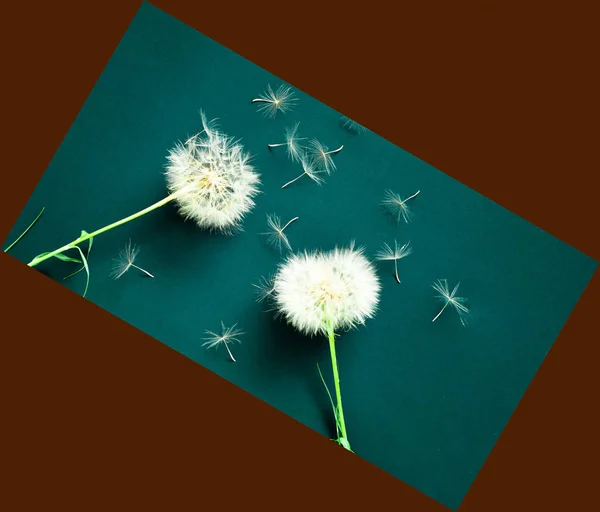 Creative background with white dandelions inflorescence.  Concep — Stock Photo, Image