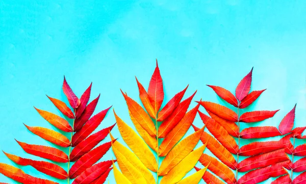 Mátové barvy pozadí z barevných tropických listů. Moderní barva — Stock fotografie