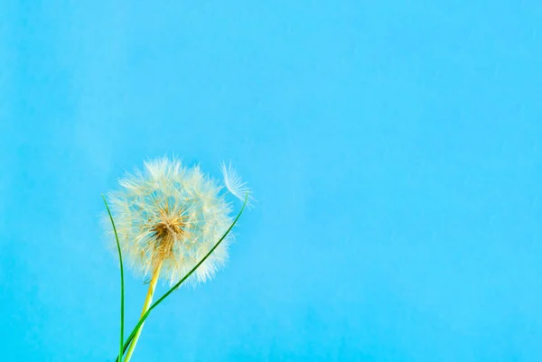 Fondo Azul Con Inflorescencia Diente León Blanco Concepto Para Fondo — Foto de Stock