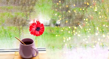 Kırmızı Gerbera çiçeği ve mor bardak pencere zemininde. Yağmur damlalarıyla bulanık arkaplan. Yaz ekinoksu mu yoksa Merhaba Yaz mı? Yakın çekim, yaratıcı kopya alanı.