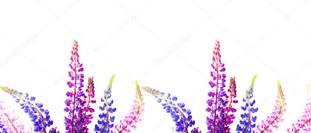 Beautiful flowers on a white background. Summer Equinox Day or Solstice. Creative copy space for positive mood. Close-up