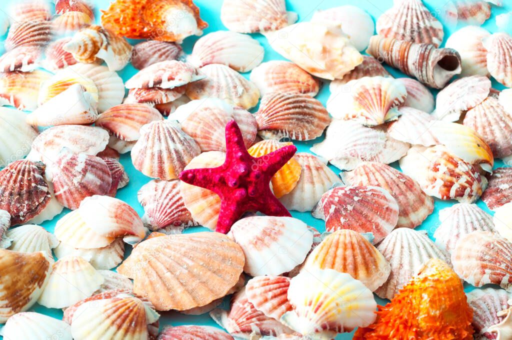 Sea background made of colored seashells. Summer time or hello summer. Creative copy space for projects and design. Close-up