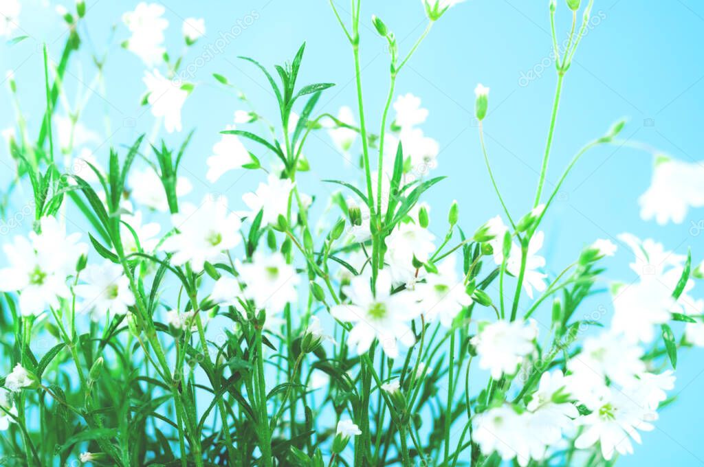 White wildflowers on blue background. Summer Equinox Day or Solstice. Creative copy space for positive mood. Close-up