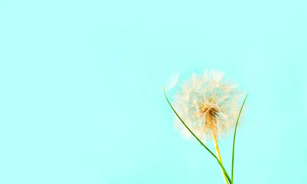 Blue Background White Dandelions Inflorescence Concept Festive Background Project Hello — Zdjęcie stockowe