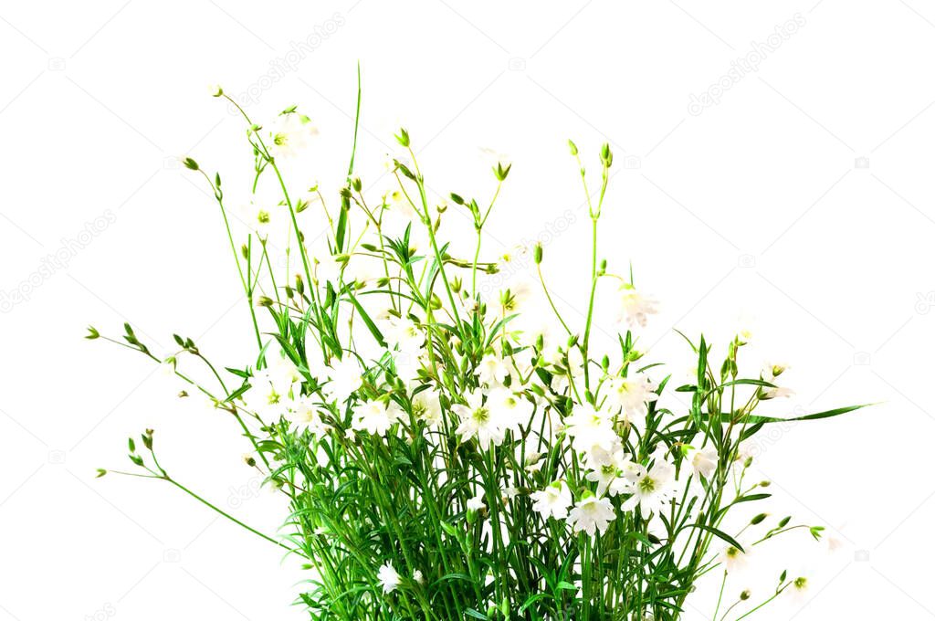 White wildflowers on white background. Summer Equinox Day or Solstice. Creative copy space for positive mood. Close-up