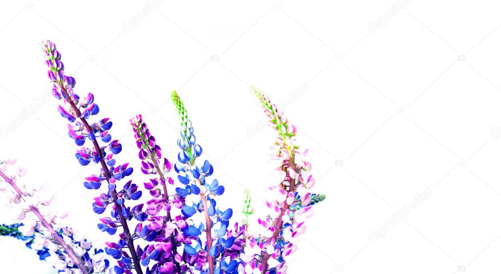 Colorful lupine flowers on a white background. Summer Equinox Day or Hello Summer. Creative copy space for a positive mood. Close-up