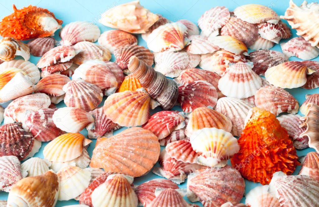 Sea background made of colored seashells. Summer time or hello summer. Creative copy space for projects and design. Close-up