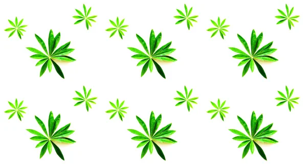 Muster Aus Grünen Blättern Auf Weißem Hintergrund Hallo Sommer Konzept — Stockfoto