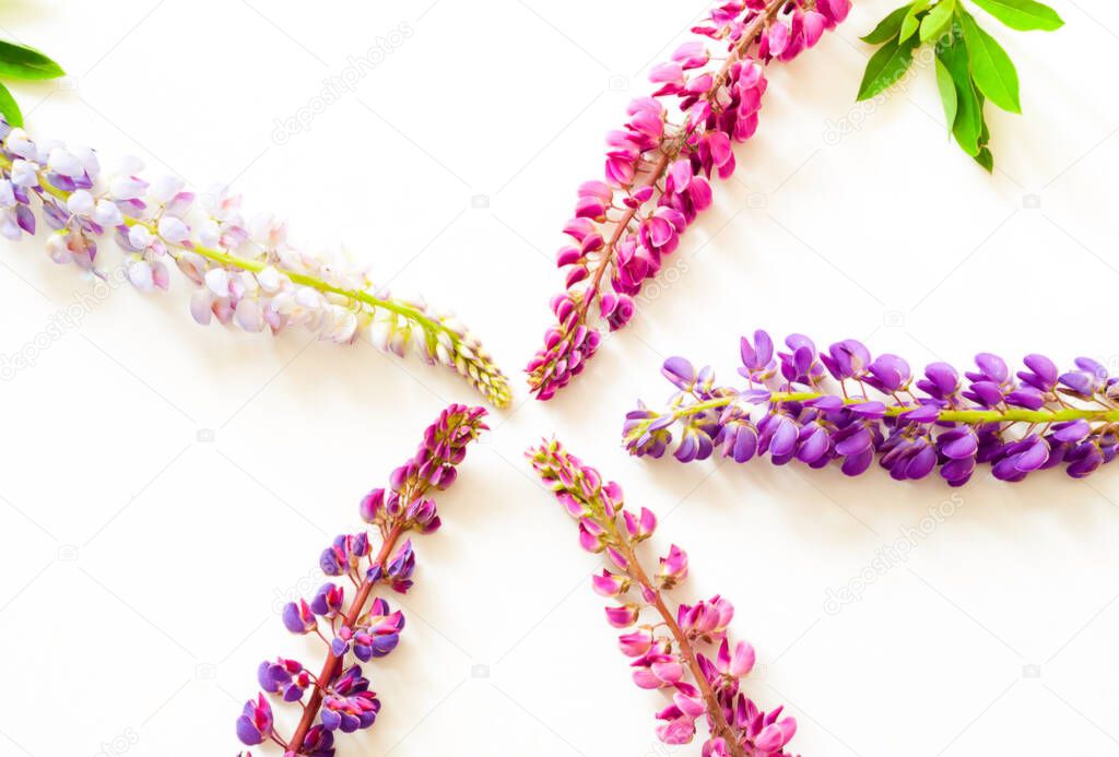 Colorful lupine flowers on a white background. Summer Equinox Day or Hello Summer. Creative copy space for positive mood. Close-up