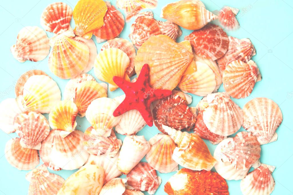 Red starfish against the background of seashells. Summer time or hello summer. Creative copy space, close-up
