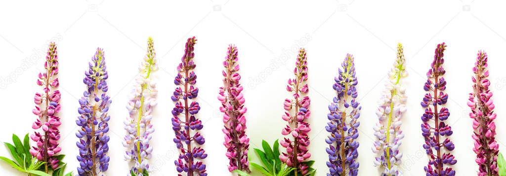 Colorful lupine flowers on a white background. Summer Equinox Day or Hello Summer. Creative copy space for positive mood. Close-up