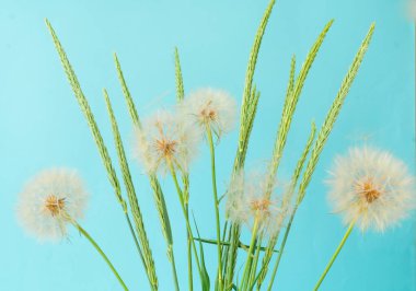 Yeşil dikenli yaratıcı yaz konsepti ve mavi arka planda beyaz karahindiba. Yakın plan, kopyalama alanı