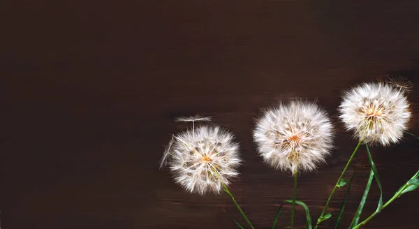 White Dandelions Inflorescence Wooden Background Concept Festive Background Project Hello — Stock Photo, Image