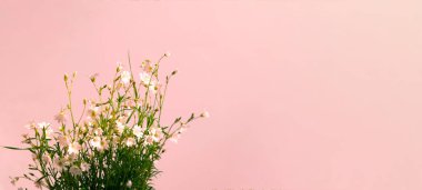 Pembe arka planda beyaz kır çiçekleri. Merhaba Summer. Olumlu ruh hali için yaratıcı kopya alanı. Yakın plan.