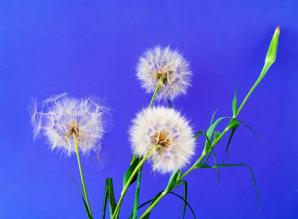 Witte Paardebloemen Bloeiwijze Blauwe Achtergrond Concept Voor Feestelijke Achtergrond Voor — Stockfoto