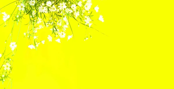 White wildflowers on yellow background with sun rays. Summer Equinox Day or Solstice. Creative copy space for positive mood.