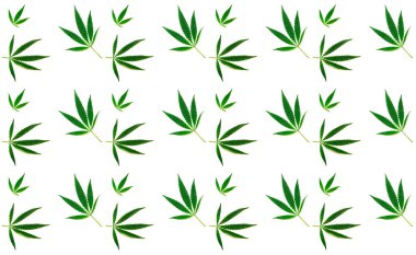 Beyaz arka planda kenevir yapraklarının deseni. Tasarım için yaratıcı alan. Yakın plan.