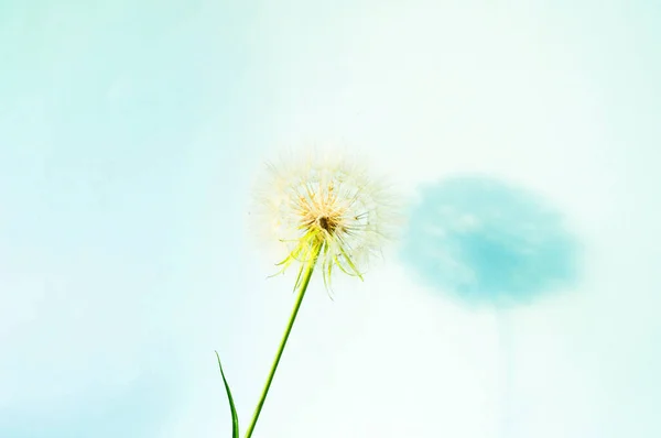 白いタンポポの花序と青の背景に影と創造的な夏のコンセプト コピースペース — ストック写真