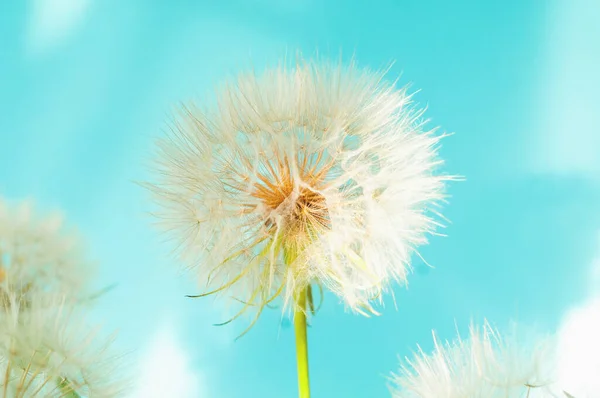 Witte paardebloemen bloeiwijze op blauwe achtergrond. Concept voor feestelijke achtergrond of voor project. — Stockfoto