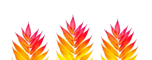 Tropische bunte Blätter isoliert auf weißem Hintergrund. Herbststimmung. Kreativer Minimalismus für Design. — Stockfoto