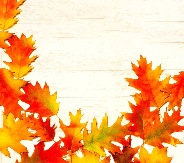 Decoración de otoño. Hojas brillantes sobre fondo claro. Minimalismo creativo — Foto de Stock