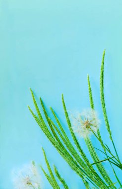 Yeşil dikenli yaratıcı bir kavram ve mavi arka planda beyaz karahindiba. Yakın plan, kopyalama alanı