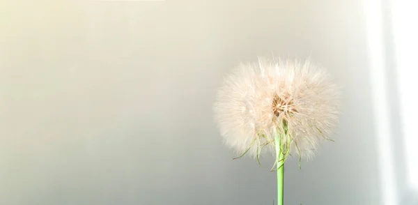 Creatief Concept Met Witte Paardebloem Bloeiwijzen Schaduw Close Kopieerruimte — Stockfoto