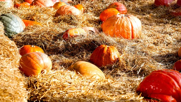 Natural pumpkins on straw texture. Autumn festival of harvest and halloween home decoration. Close-up