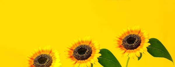 Girasol Brillante Sobre Fondo Amarillo Composición Creativa Otoño Primer Plano — Foto de Stock