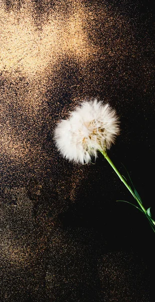 Białe Kwiatostany Mniszka Lekarskiego Ciemnym Tle Złotymi Iskrami Zamazany Efekt — Zdjęcie stockowe