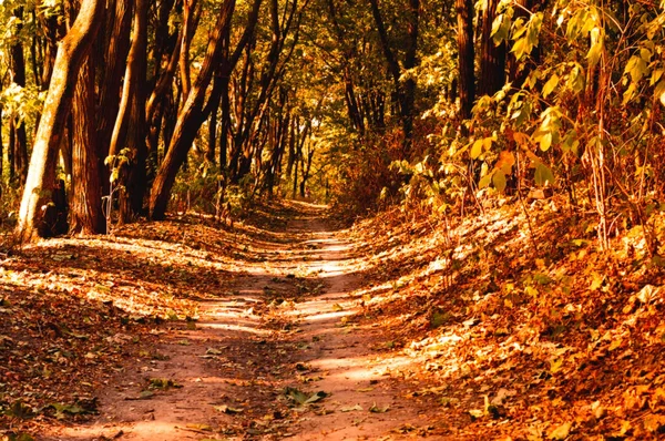Trailway in the city nature park for walking and relaxation. Autumn landscape or autumn mood.