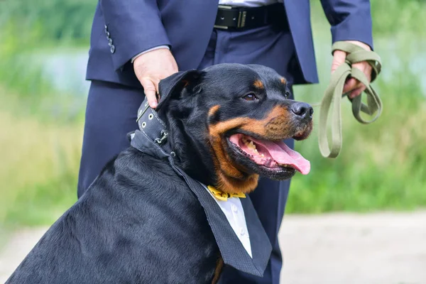 A large and strong dog Rottweiler with a beautiful manishka with a protruding tongue stands next to the groom in a blue suit