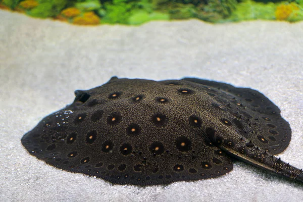 Batomorph. Spotted Eagle Ray.  Large Stingray spotted brown lies on the sandy bottom in the aquarium
