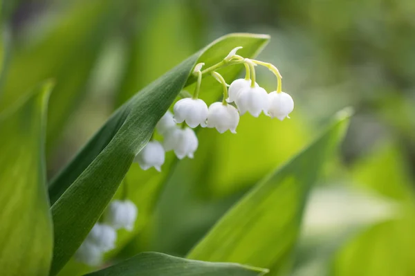A beautiful white Lily of the valley flower blooms in a wild fie